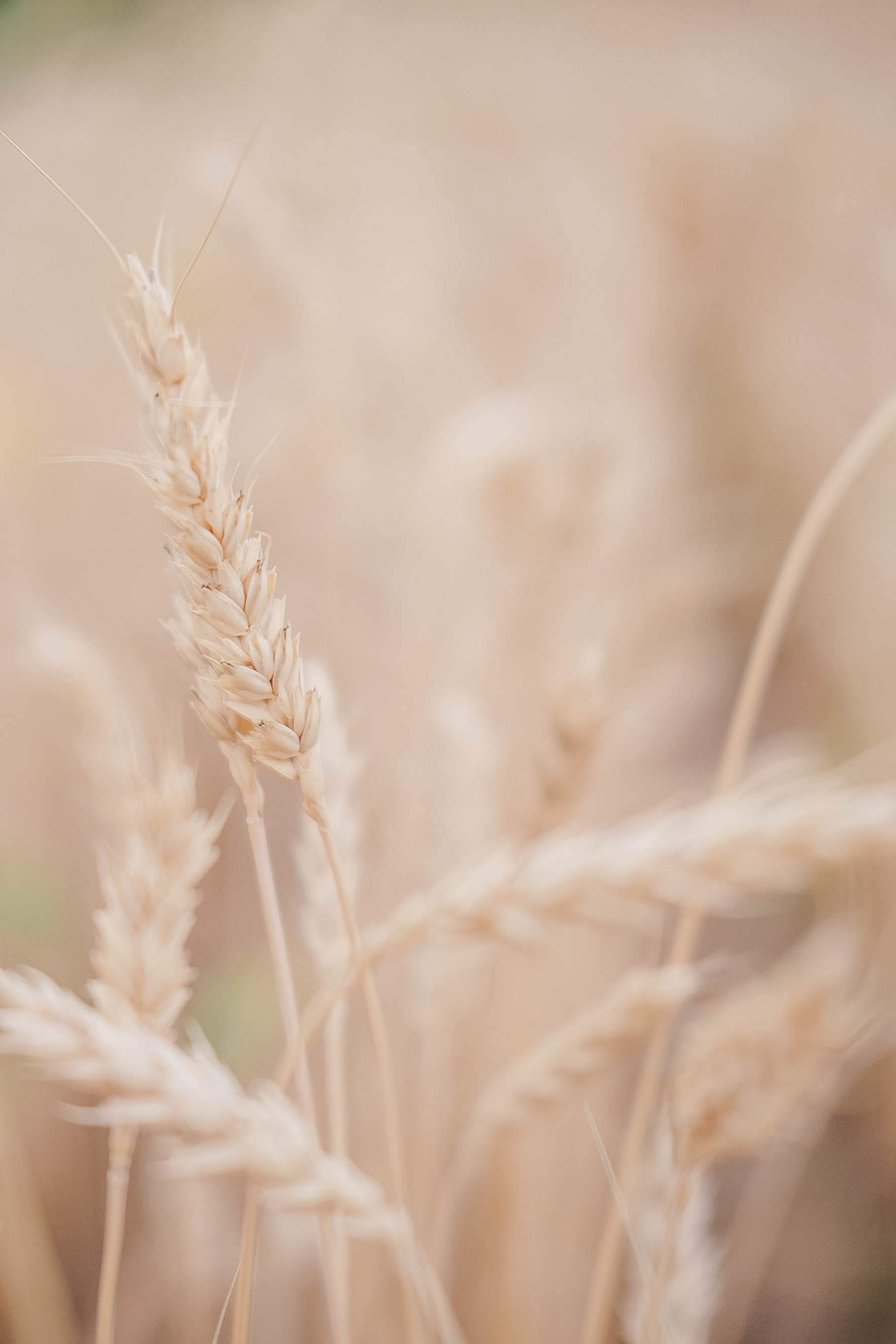 Beige wheat field Ukraine